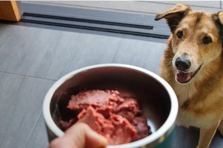 A dog waiting at a bowl of We Feed Raw raw dog food being set down for it